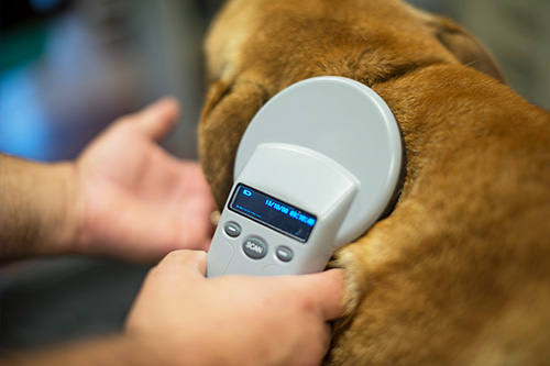 Microchip Pet Identification